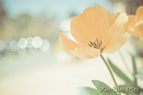 私奔吧，哪怕一个人 (4)